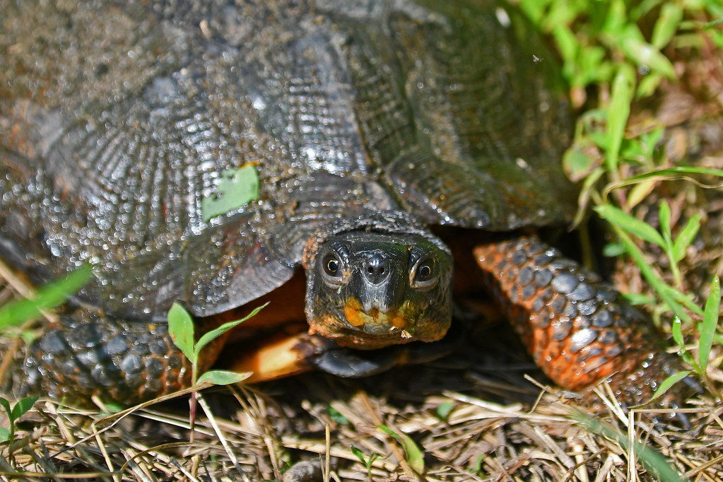Wood Turtle (Montgomery Co.) Wood Turtle (Glyptemys inscul… Flickr