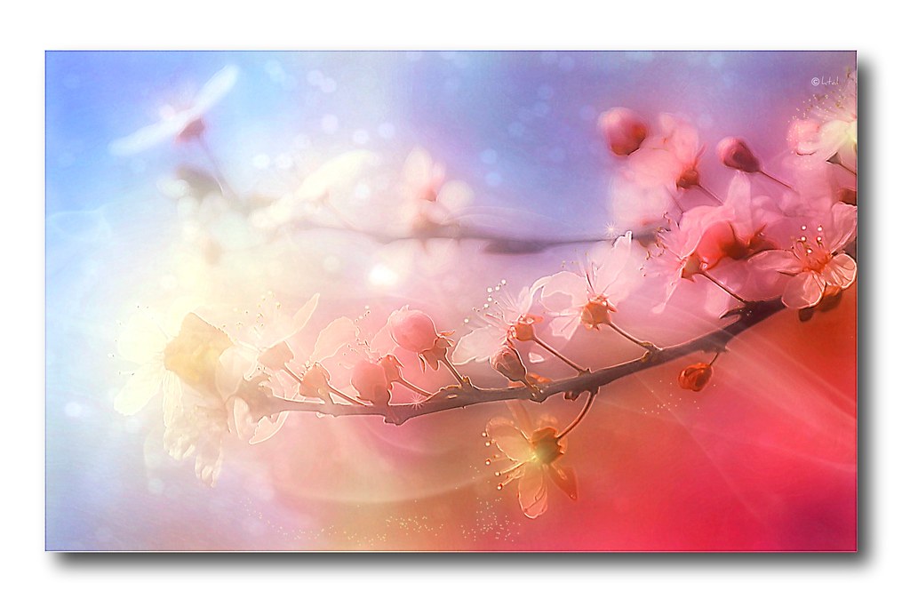 Rainbow blossoms Small and Beautiful Flickr