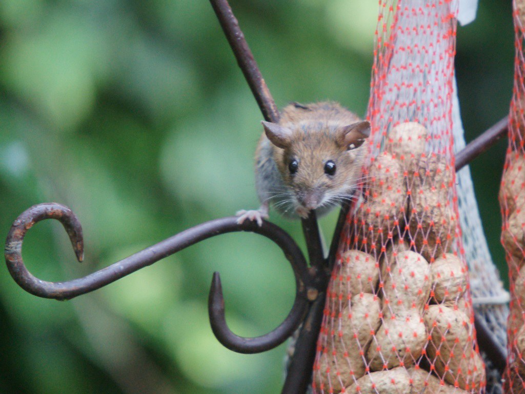 20140712 S9 JB 79956co A very skilled mouse, stealing f… Flickr