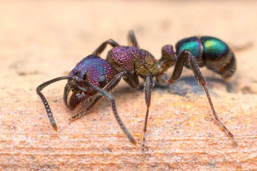 Greenheaded ant Greenheaded ant (Rhytidoponera metallica… Flickr