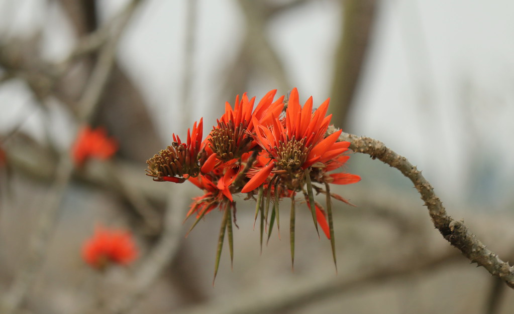 Erythrina Variegata Mandar flowers S05 Ashraf Siddiqui Flickr