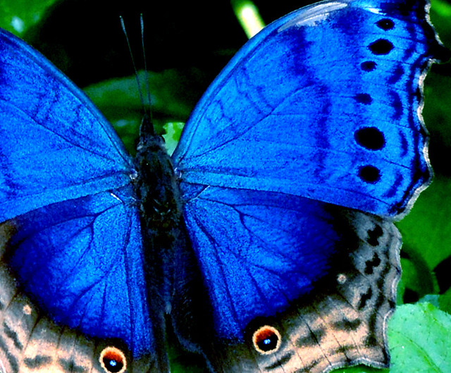 19838a_Salamis temora Mann Eastern Blue Beauty (Protogonio… Flickr