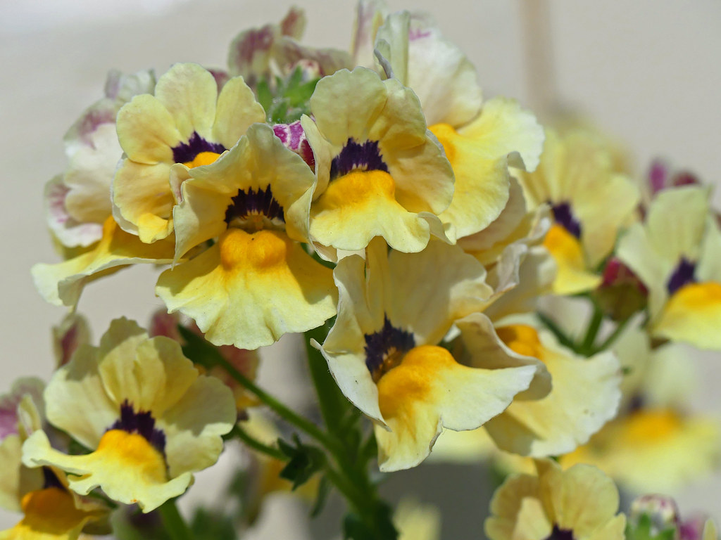 Nemesia 'Nesia Sunshine' Flintham, Notts. 25th May, 2017… Flickr