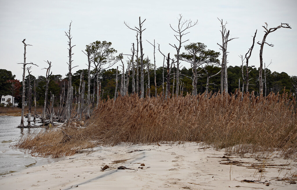 GMU Flood Hazards Research Lab Scenes along Deal Island, M… Flickr