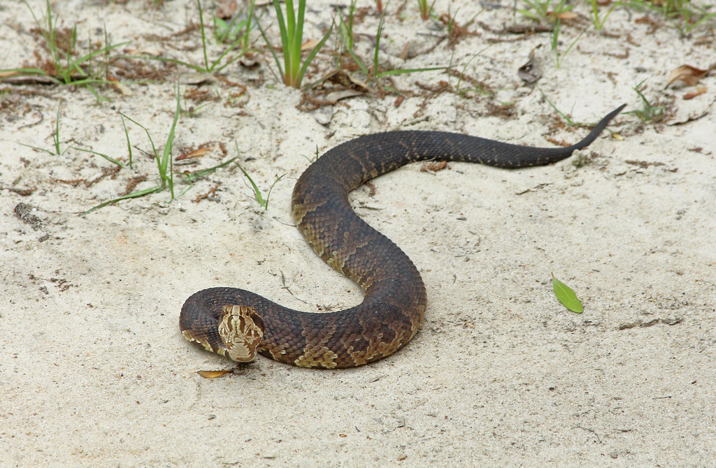 Water Moccasin Water Moccasin (Agkistrodon piscivorus), al… Flickr