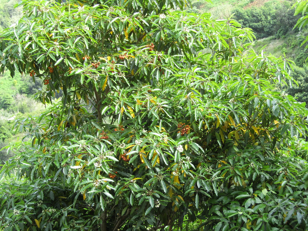 Tree with orange berries (Pittosporum undulatum?) Northea… Flickr