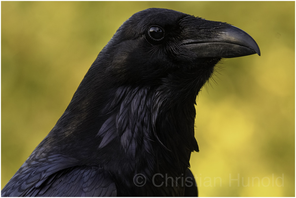 common raven San Francisco, California Christian Hunold Flickr