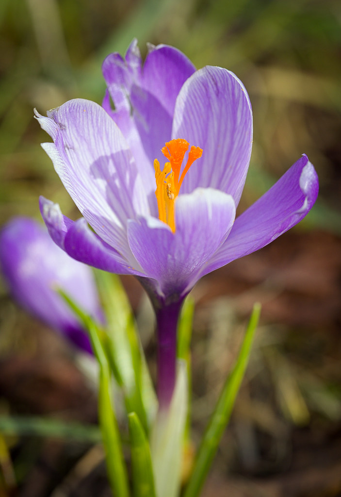 Spring crocus Spring crocus (Crocus vernus) in bloom. Szaf… Flickr