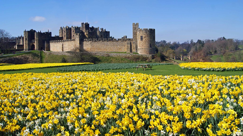 Alnwick Castle Daffodils Taken during a recent visit to Al… Flickr