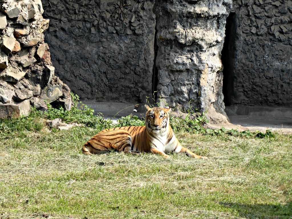 Alipore Zoological Garden Timings Contact Number, Route Map, Ticket