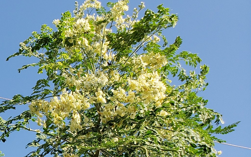 Moringaoleifera_3220EstherHonolulu_Cutler_20190105_08580… Flickr