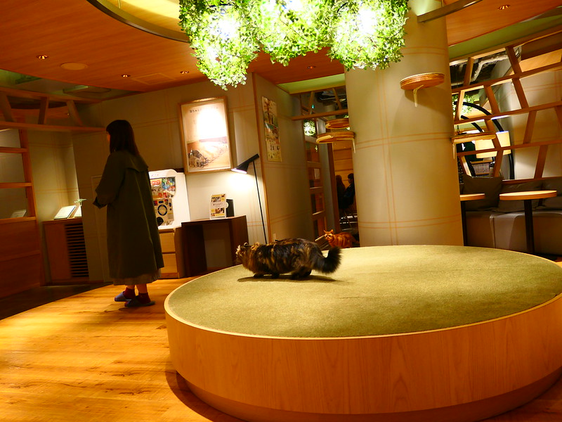 The One about Cat Cafe MOCHA Lounge Shinjuku Dennis A. Amith