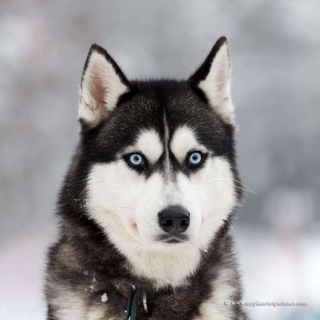 Siberian Husky The Siberian Husky is a beautiful dog breed… Flickr