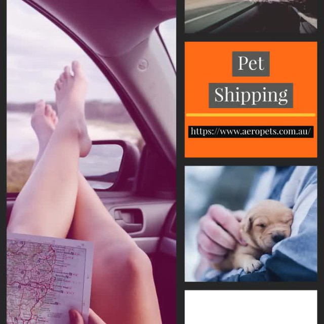 Pet_Shipping Reliable pet shipping. John