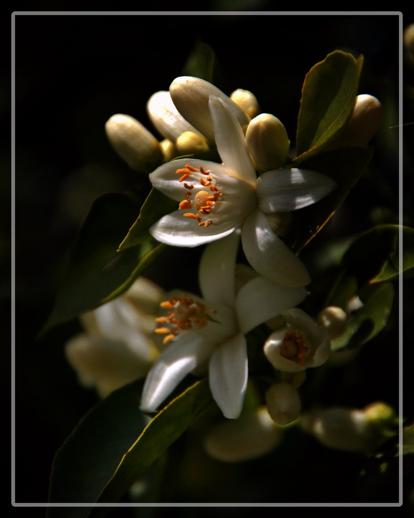 Orange Blossom Special greg lilly Flickr