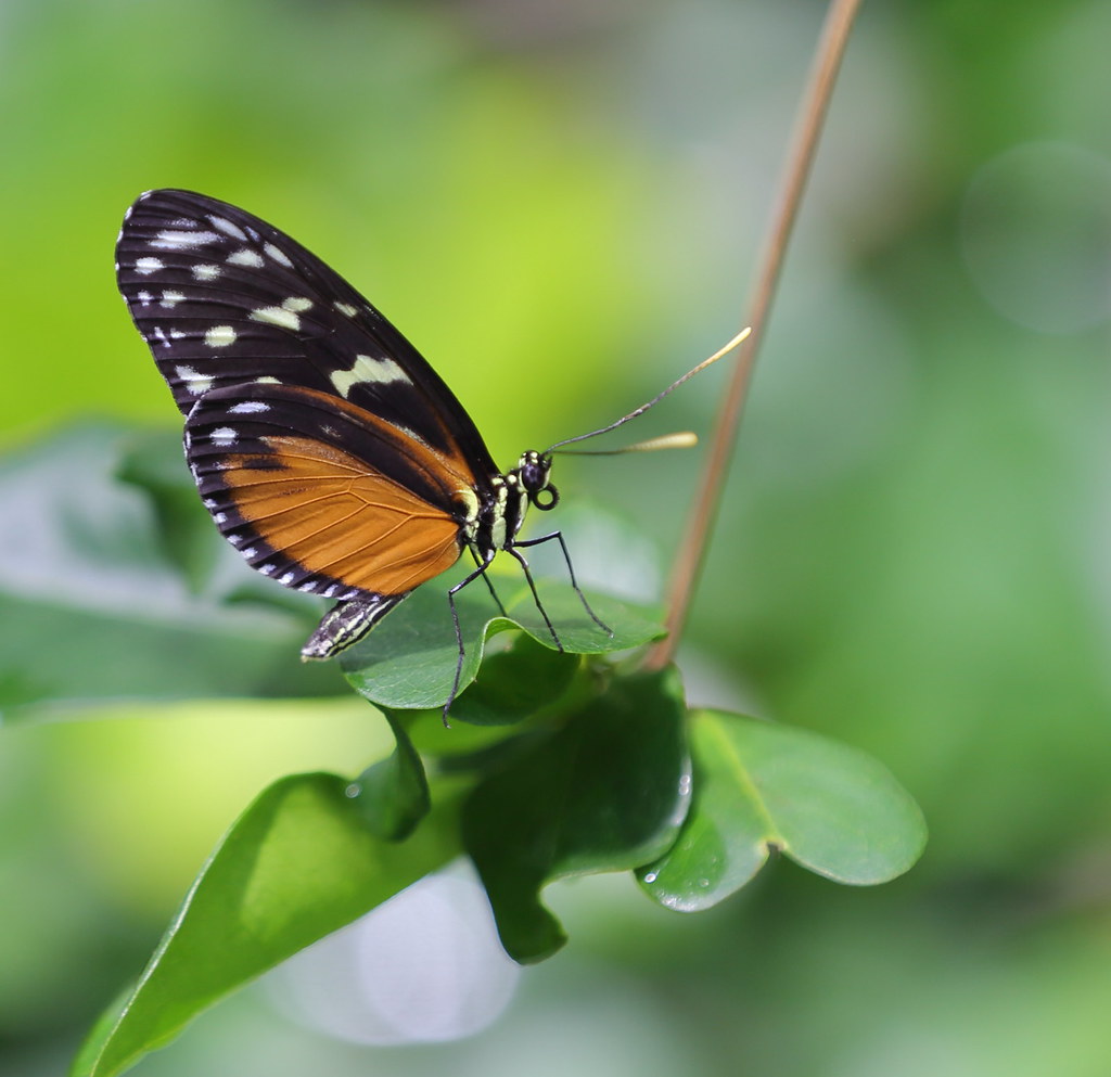 Poisonous Beauty Tiger Longwing butterfly seen at the Cali… Flickr