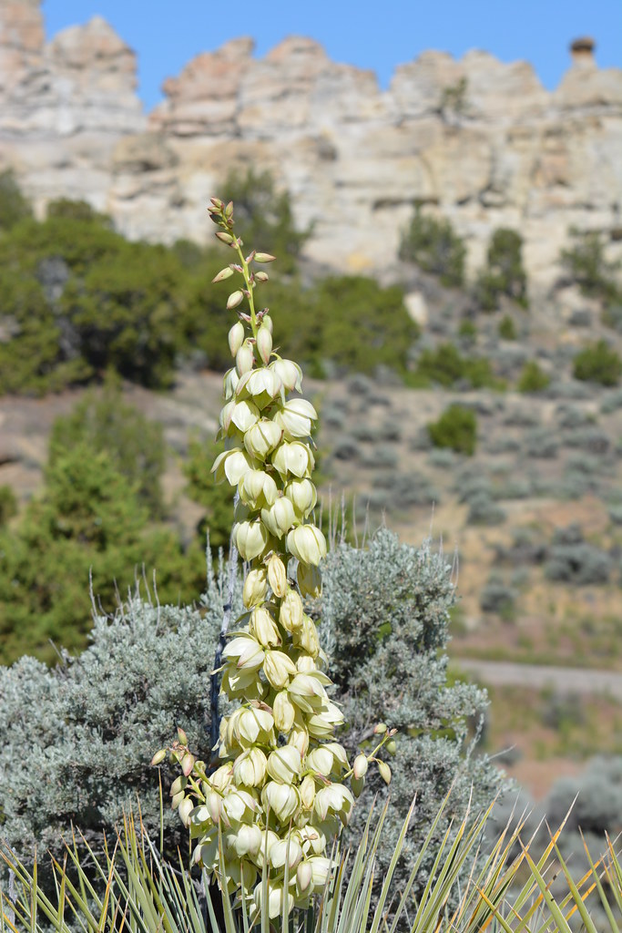 Castle Gardens Scenic Area 3 Worland Field Office Flickr