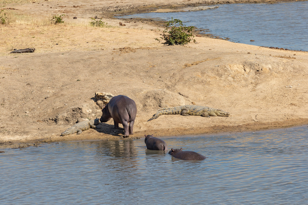 Hippos and crocodiles, Hwange National Park, Zimbabwe Flickr