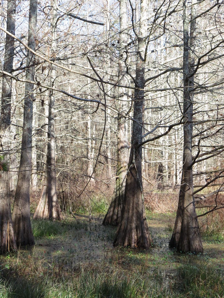 Bogue Chitto NWR9482 Bogue Chitto National Wildlife Refug… Flickr