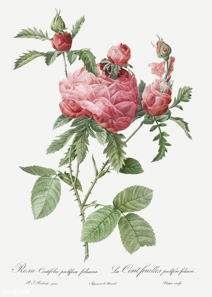 Vintage cabbage rose drawing Free download under CC Attrib… Flickr