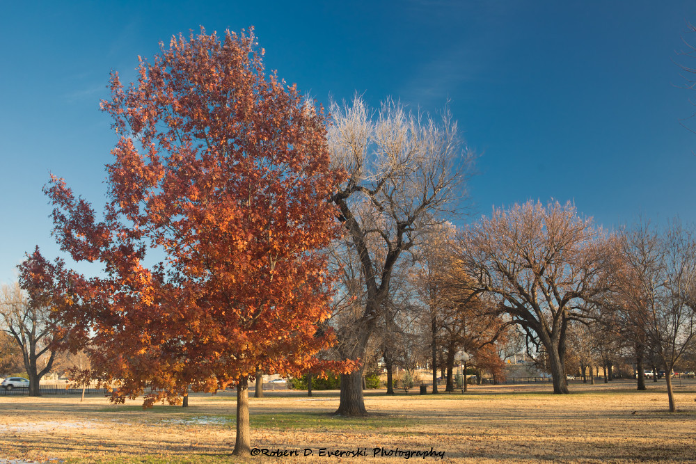 LinwoodPark_26Nov2018_AdjScC_IMG_5899 Linwood Park, Wichit… Flickr