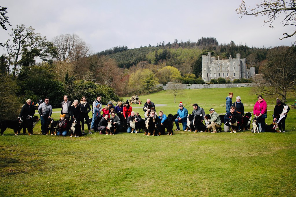 Greenhill Farm Castlewellan Forest Park Lots of Berners (and