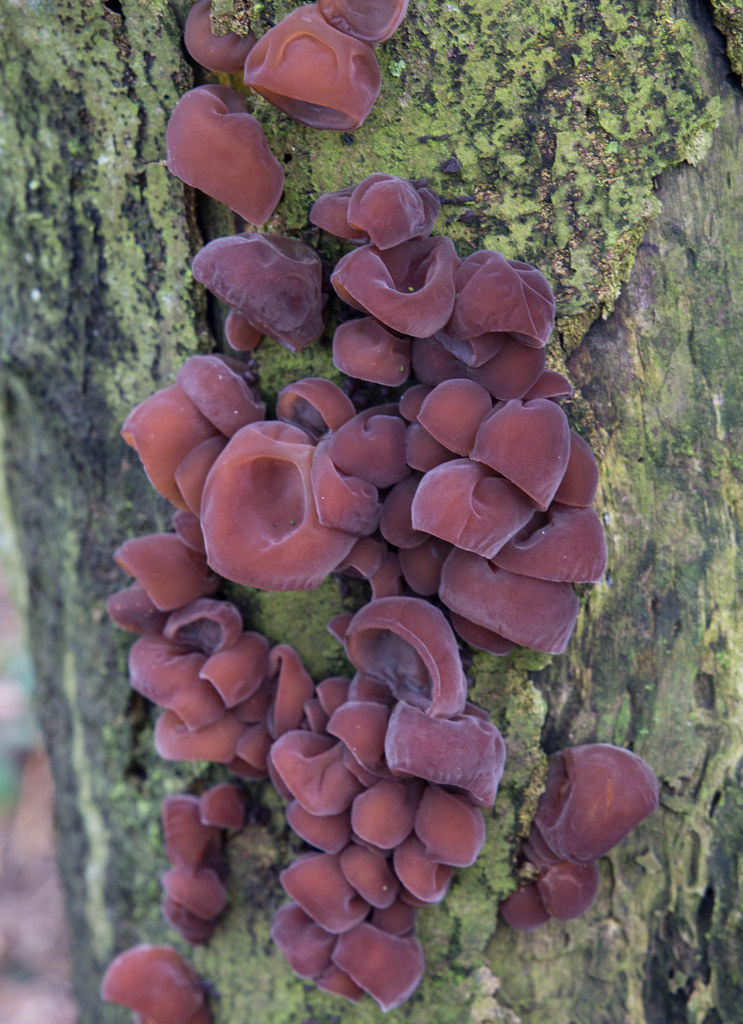 Wood Ears. A fine crop of Wood Ears (Auricularia Auricula… Flickr