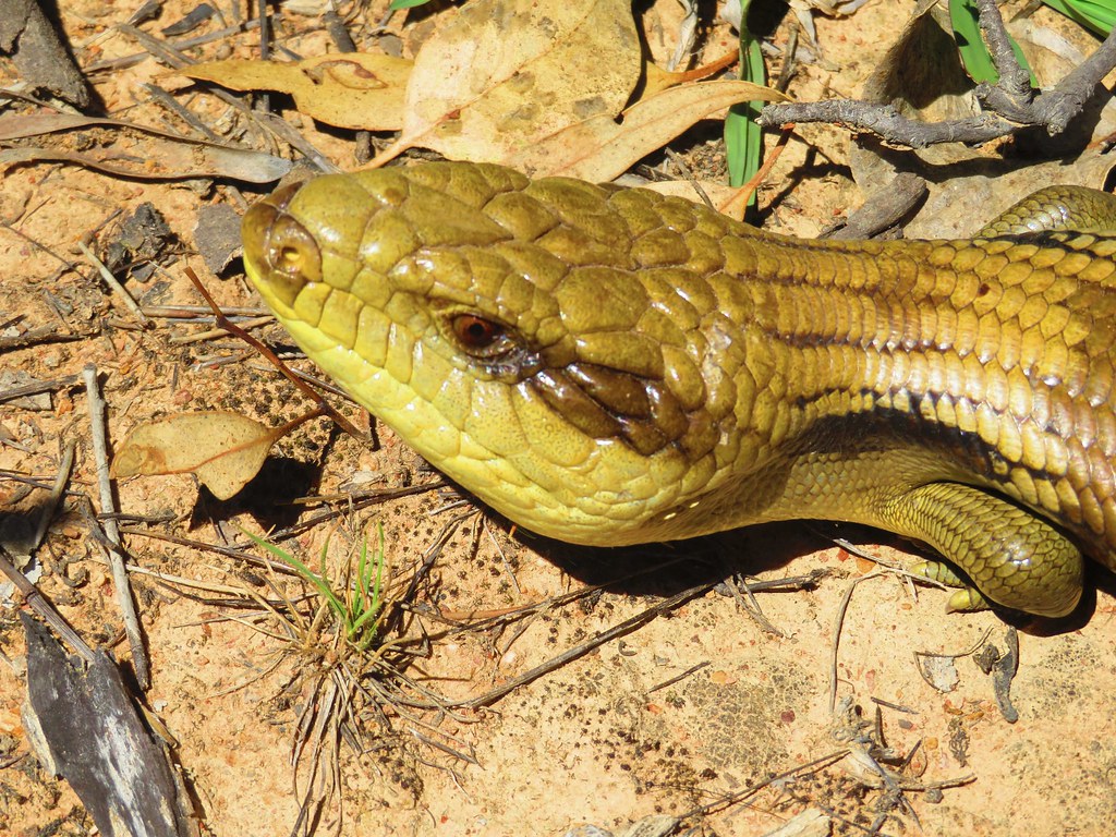 Eastern Bluetongue lizard; O'Connor Ridge Nature Reserve,… Flickr