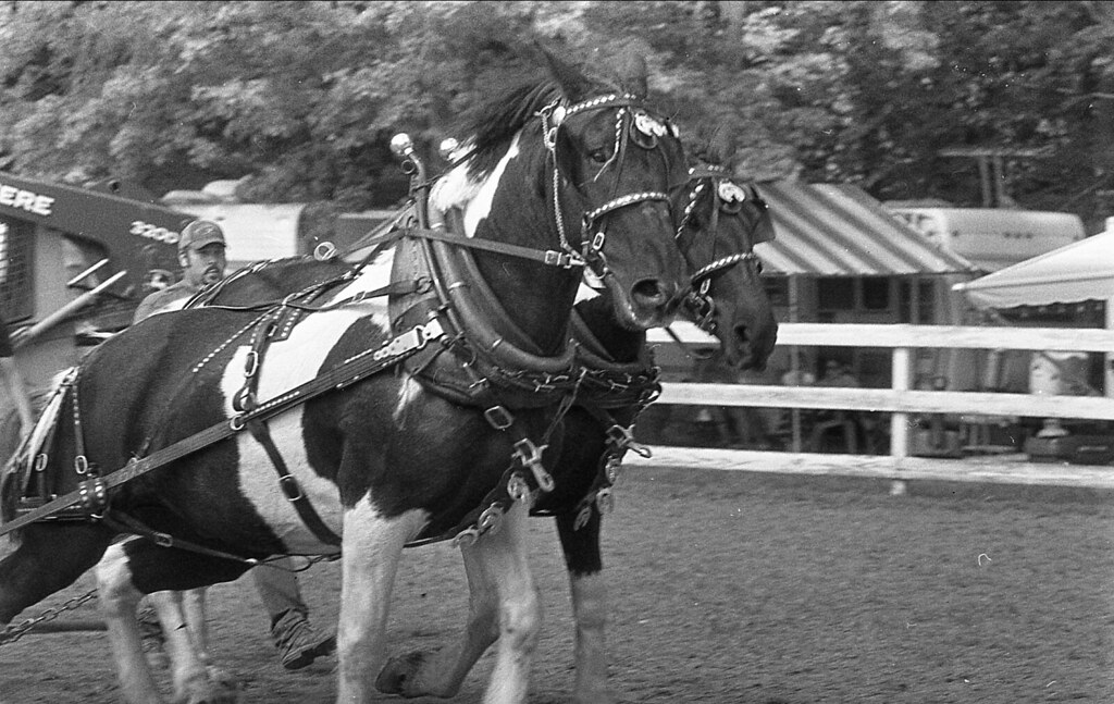 Albion Fair 2018 Flickr