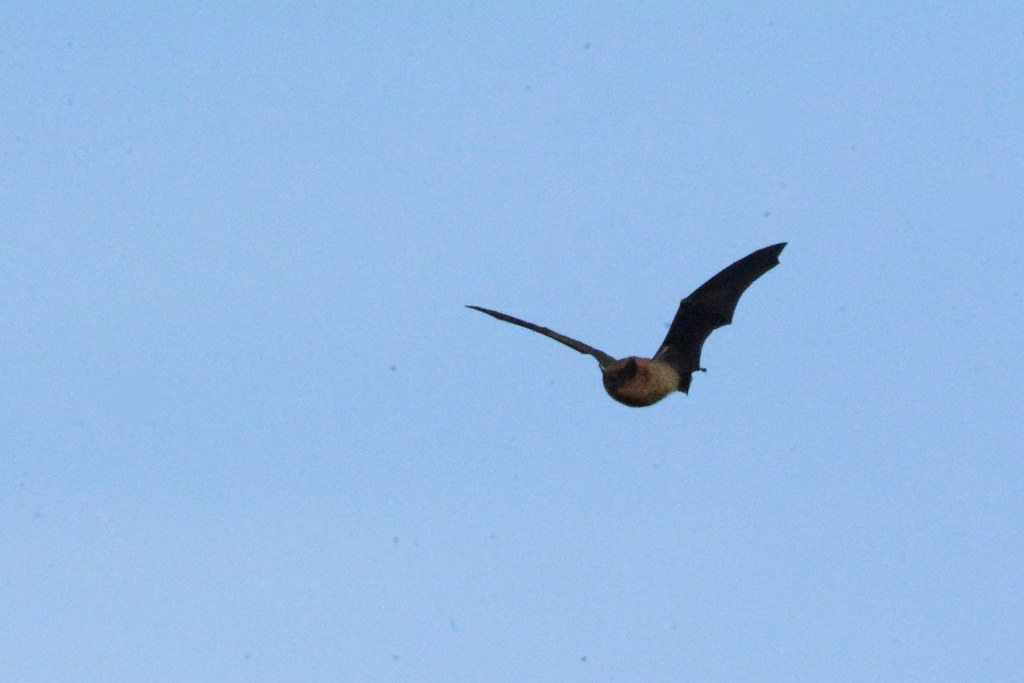 Bat flying in daylight on Valentine's Day Driving through … Flickr