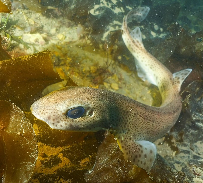 Newry Beach, Holyhead, Anglesey. 30/3/2019 Flickr