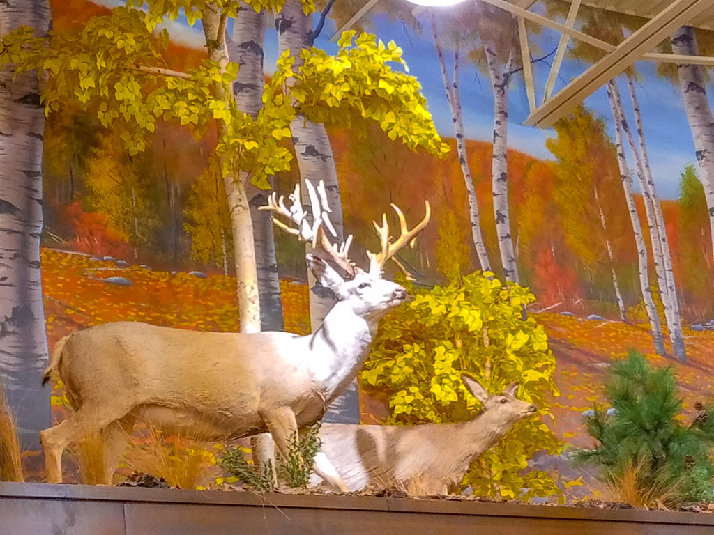 Cabela's / Bass Pro Cheektowaga, New York Buffalo, New Yor