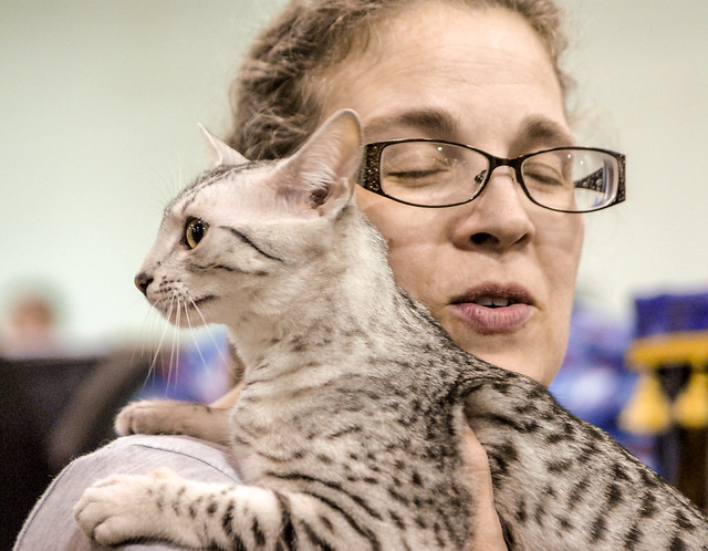 Flickriver Most interesting photos tagged with catfanciersassociation