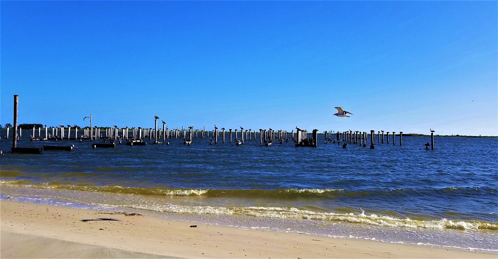 Biloxi Beach pelican colony Biloxi, MS USA Cisco Aguilar Flickr