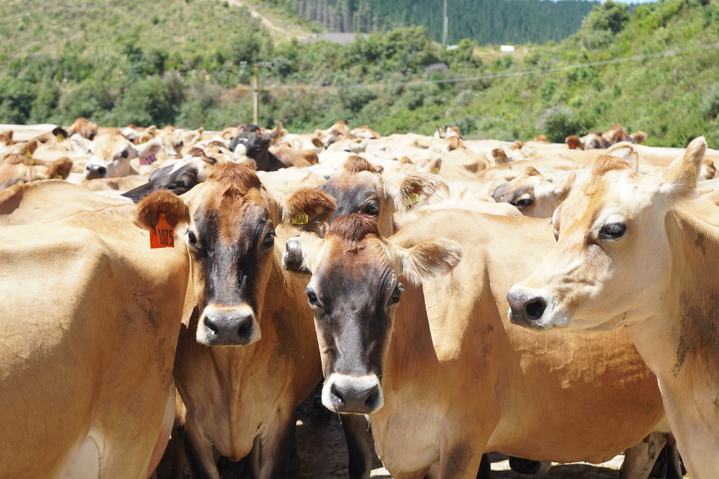 Jersey Cows New Zealand Jan 2019 w/ Prof. Fricke The Ethic… Flickr