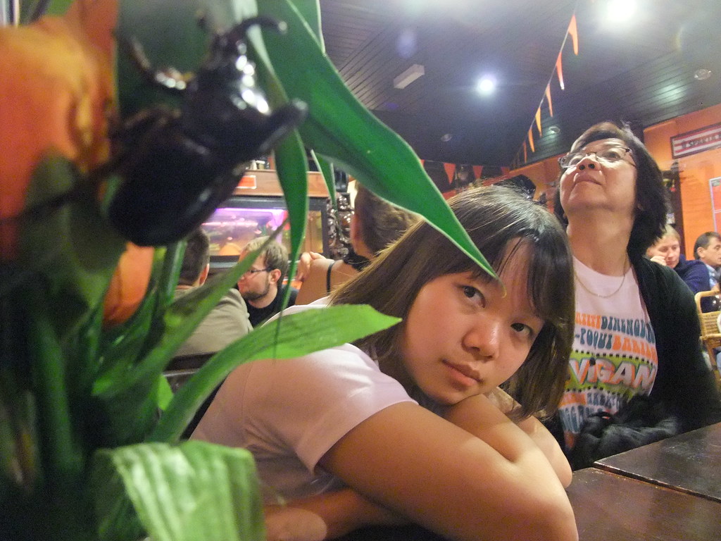 Rhinoceros Beetle, Jasmine Cafe, Tanah Rata, Cameron Highl… Flickr