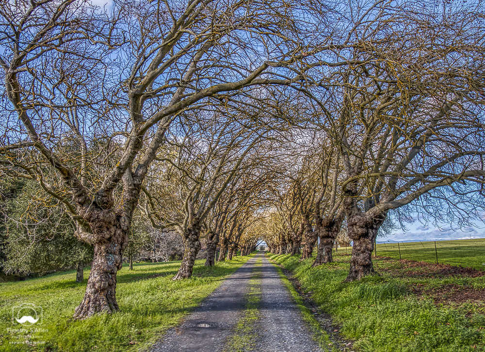Natural Arches Bare Trees Arch Over a Driveway, Blank Ro… Flickr