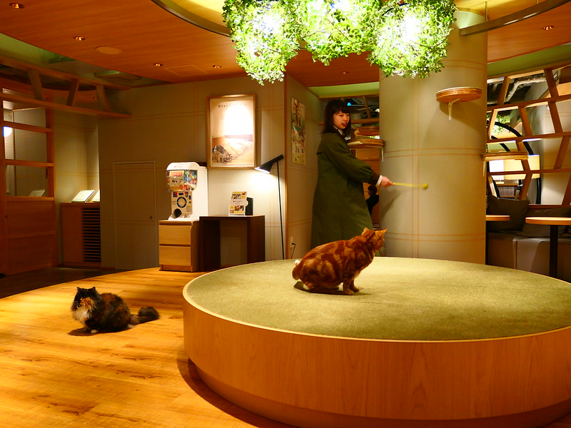 The One about Cat Cafe MOCHA Lounge Shinjuku Dennis A. Amith