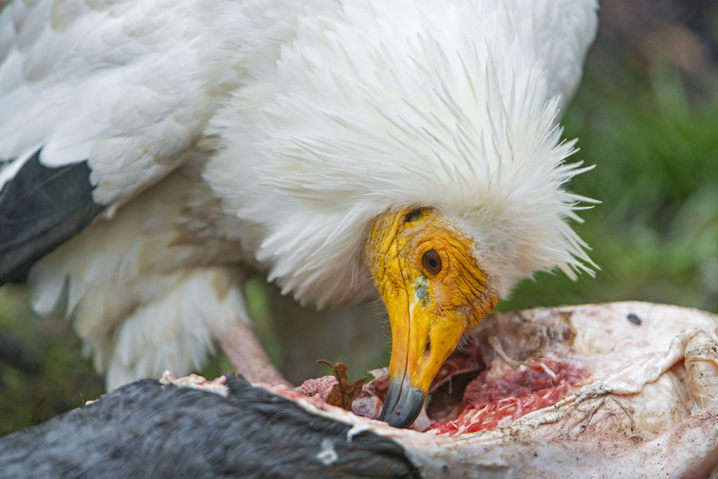 Egyptian vulture eating meat I can only say yummy! Flickr