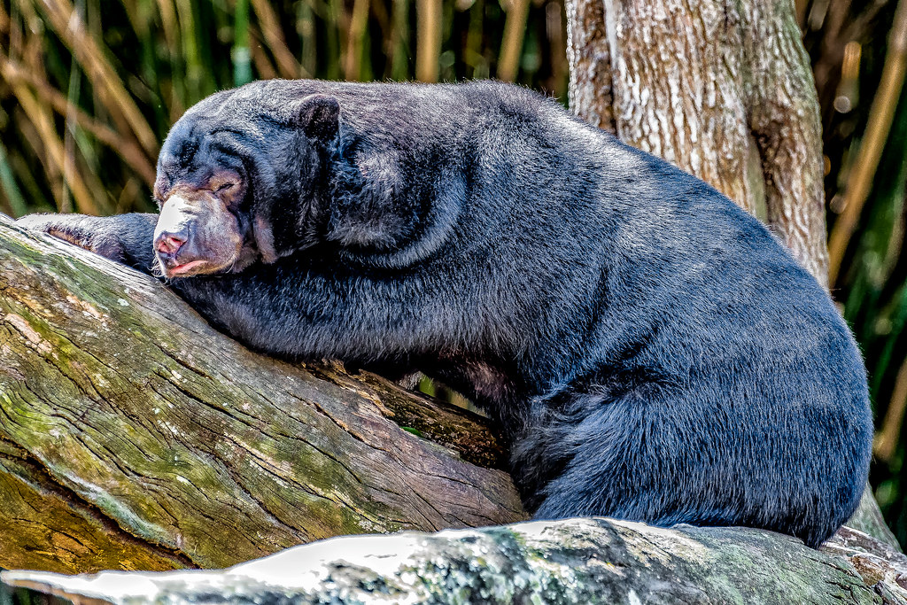 Audubon Zoo Revisit Audubon Zoo is a New Orleans