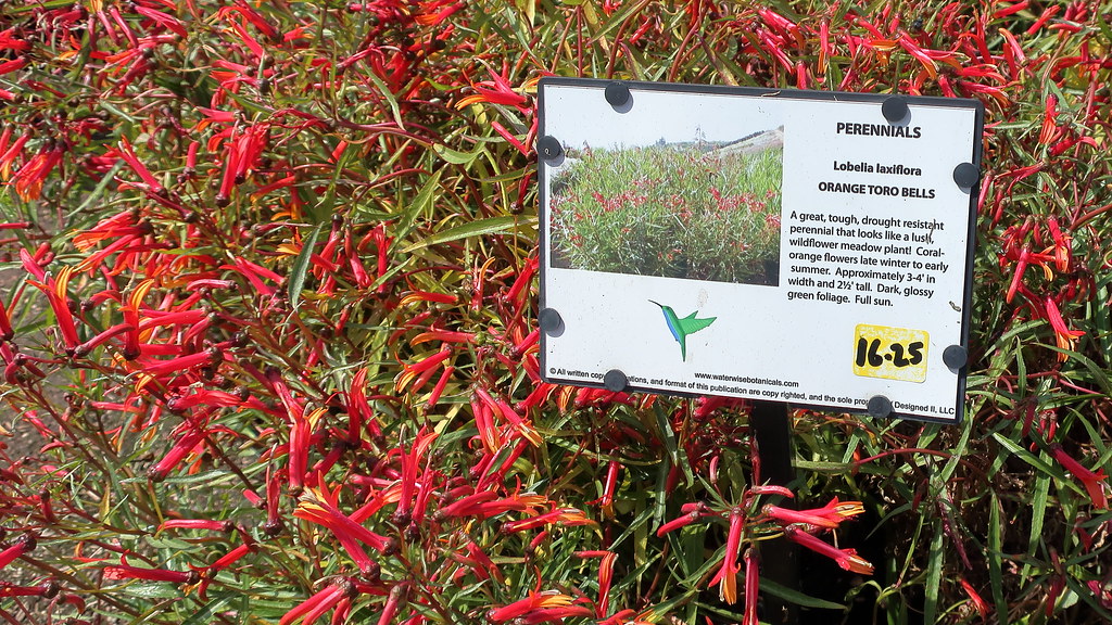 180323 066 Waterwise Botanicals Nursery, Bonsall CA Lobe… Flickr