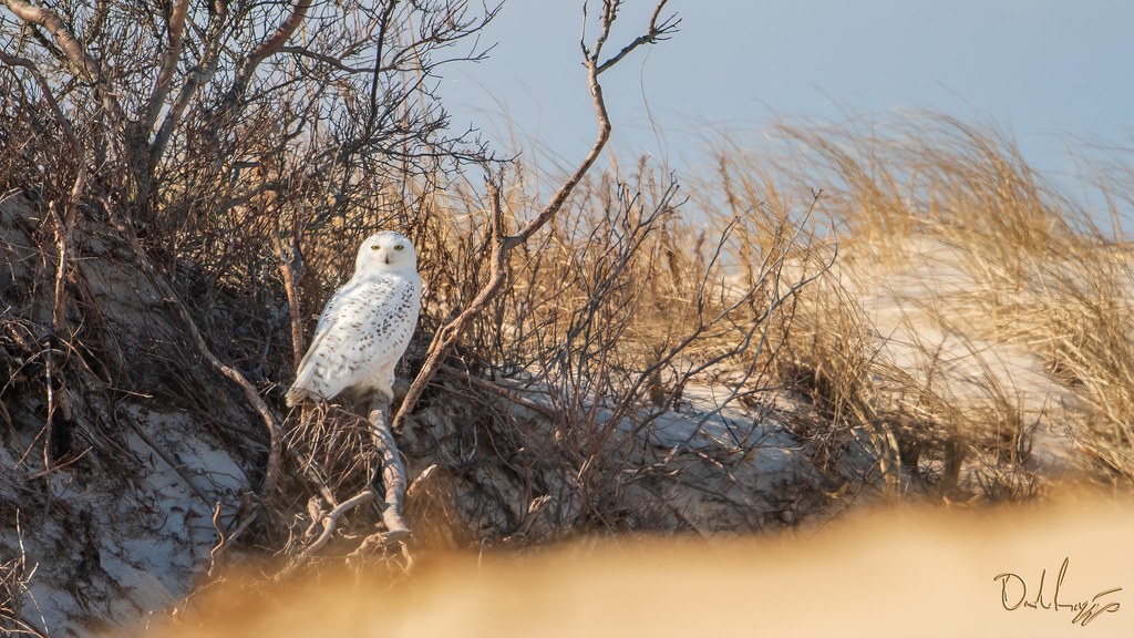 New Jersey beach Snowy owl. Snowy owl on a New Jersey beac… Flickr