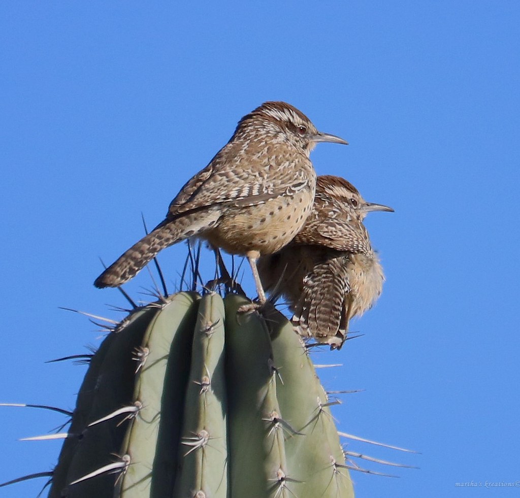 Cactus Wrens on a Cactus Desert Botanical Gardens, Phoenix… Flickr