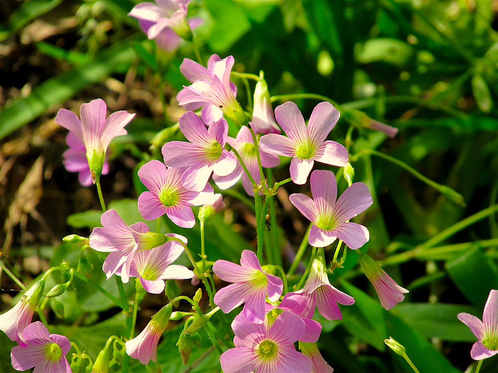 Violet WoodSorrel Pink Oxalis widespread invasive lawn wi… Flickr