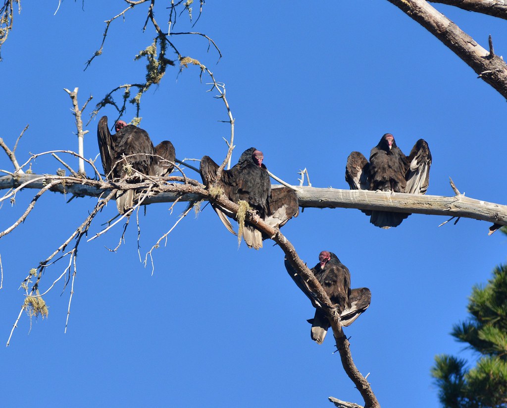 Vultures in the Morning Sun Vultures above China Cove at P… Flickr