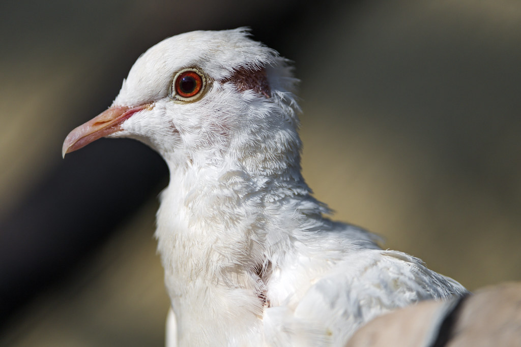 A white pigeon Portrait of a white pigeon, as first pictur… Flickr