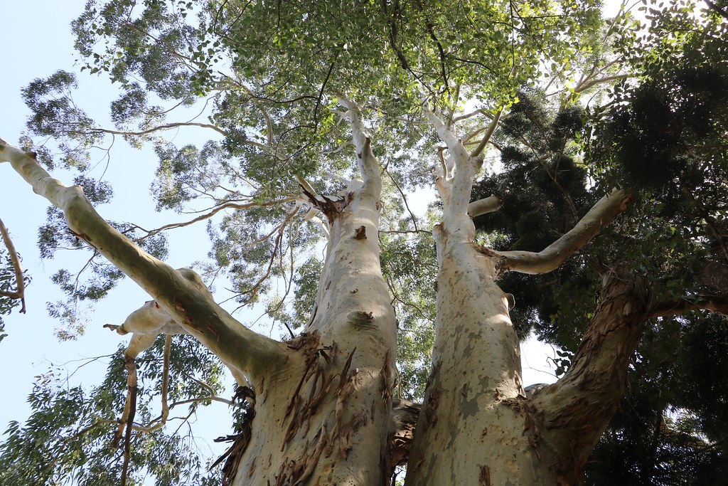 Sydney Blue Gum (Eucalyptus saligna) A planted Sydney Blue… Flickr