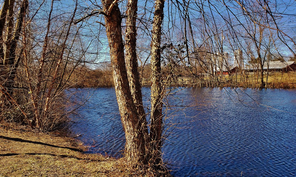River Birch At Kinder Farm This is a picture of River Birc… Flickr