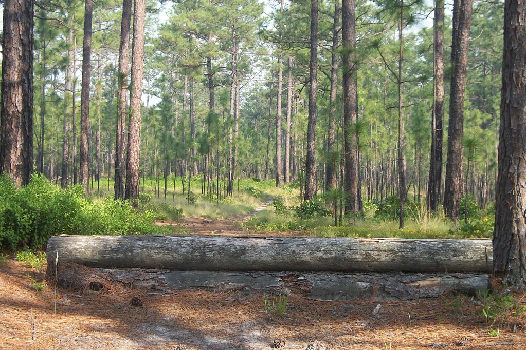 Moore County Hunt Lands and MileAway Farms Moore County H… Flickr