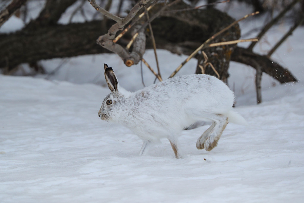 Whitetailed Jackrabbit Hare on the run, and kicking up sn… Flickr